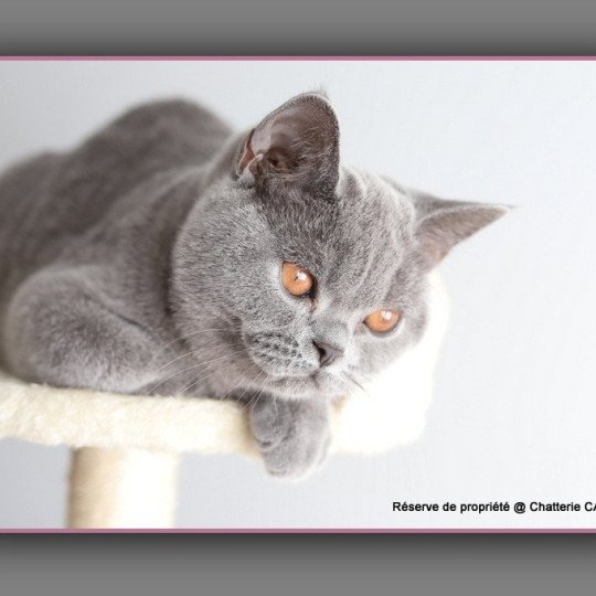 chaton British Shorthair blue AGATE Chatterie Carbin blue 