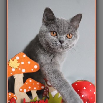 AGATE CARBIN Femelle British Shorthair