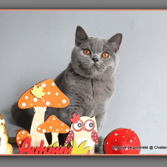 chaton British Shorthair blue AGATE Chatterie Carbin blue 