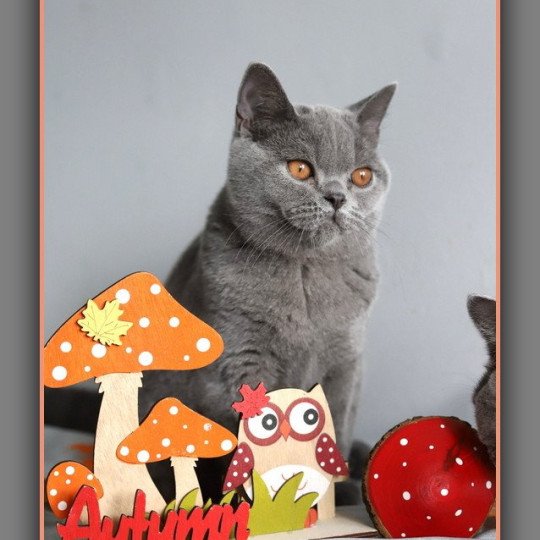 chaton British Shorthair blue AGATE Chatterie Carbin blue 