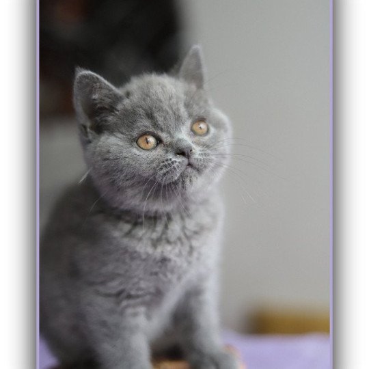 chaton British Shorthair blue AGATE Chatterie CARBIN blue 