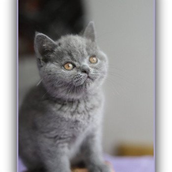 AGATE CARBIN Femelle British Shorthair