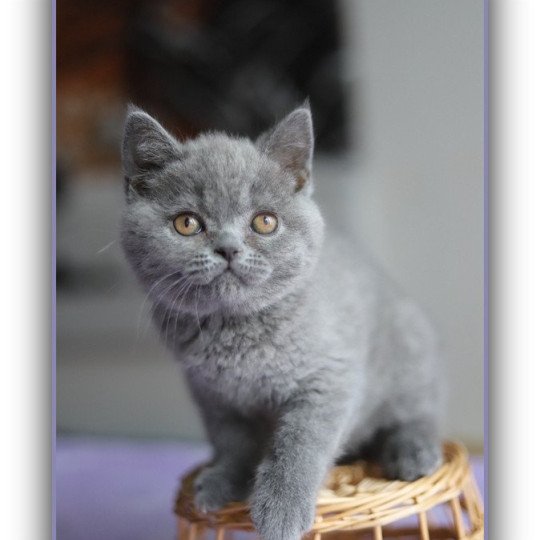 chaton British Shorthair blue AGATE Chatterie CARBIN blue 