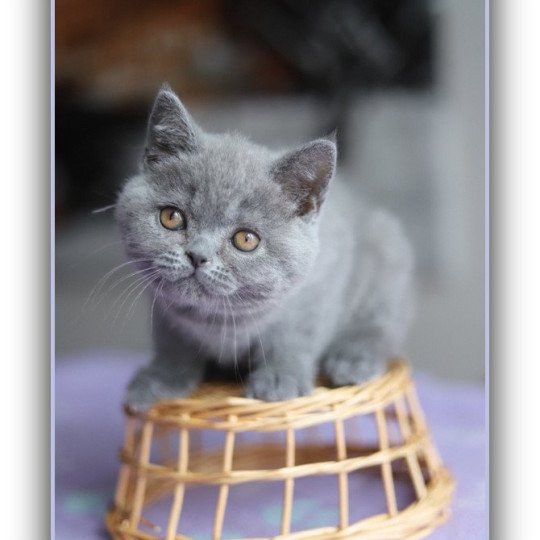 chaton British Shorthair blue AGATE Chatterie CARBIN blue 