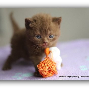 ALL OF ME CARBIN Mâle British Shorthair