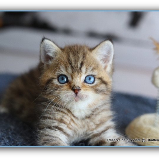 chaton British Shorthair black golden mackerel tabby ALLAN WATER Chatterie Carbin black golden mackerel tabby