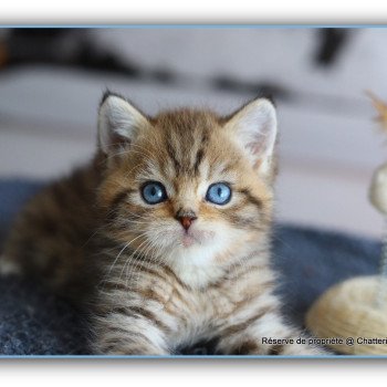 ALLAN WATER CARBIN Mâle British Shorthair