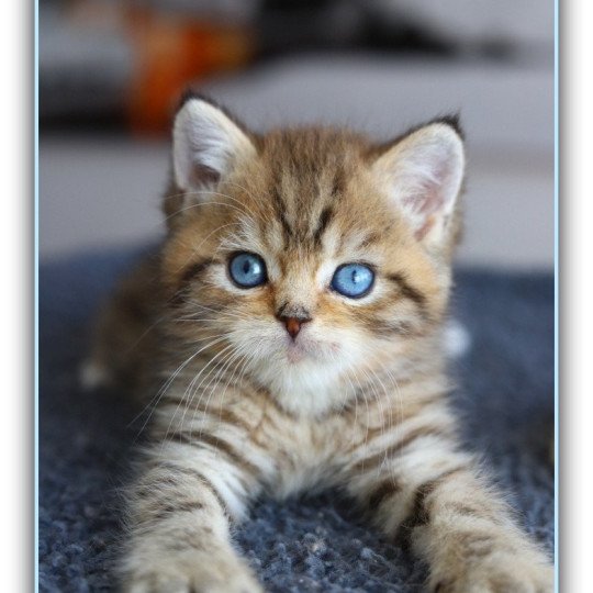 chaton British Shorthair black golden mackerel tabby ALLAN WATER Chatterie Carbin black golden mackerel tabby