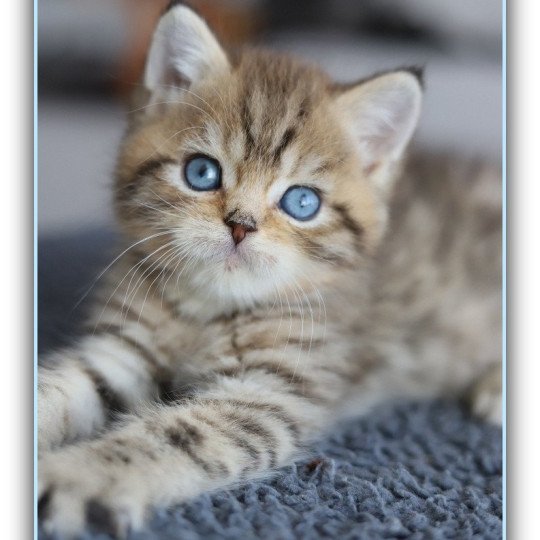 chaton British Shorthair black golden mackerel tabby ALLAN WATER Chatterie Carbin black golden mackerel tabby