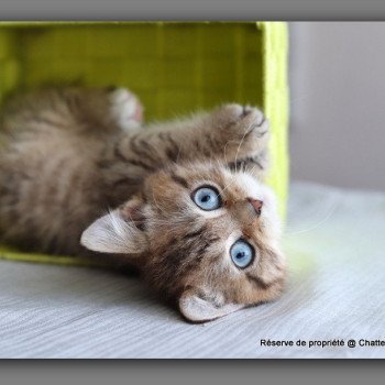 ALLAN WATER CARBIN Mâle British Shorthair