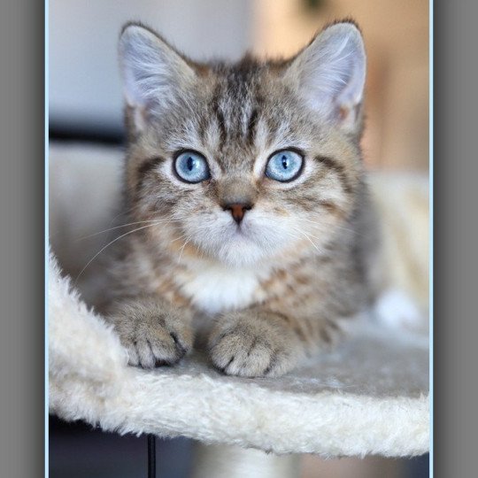 chaton British Shorthair black golden mackerel tabby ALLAN WATER Chatterie Carbin black golden mackerel tabby