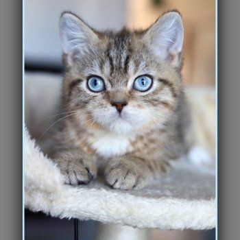 ALLAN WATER CARBIN Mâle British Shorthair