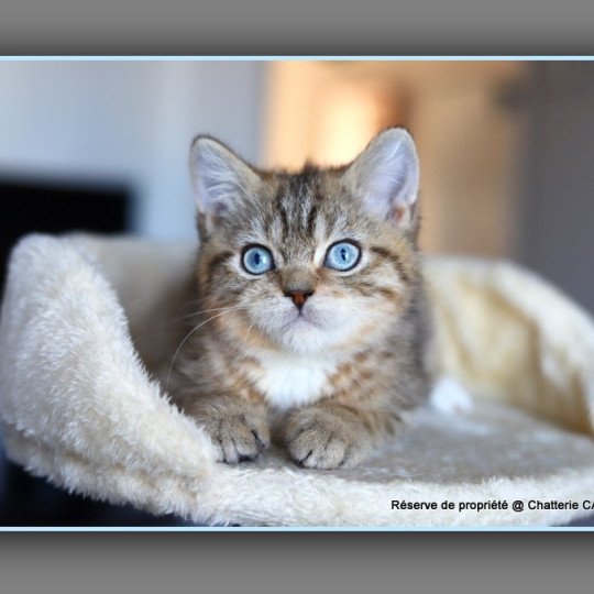 chaton British Shorthair black golden mackerel tabby ALLAN WATER Chatterie Carbin black golden mackerel tabby