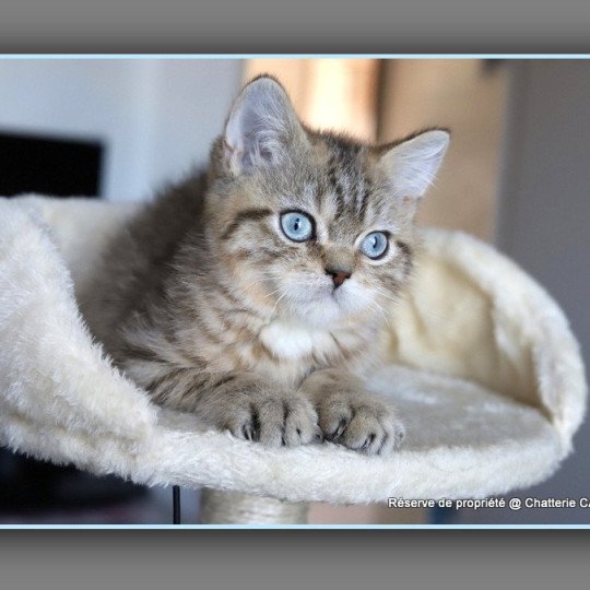chaton British Shorthair black golden mackerel tabby ALLAN WATER Chatterie Carbin black golden mackerel tabby