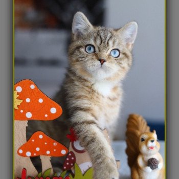 ALLAN WATER CARBIN Mâle British Shorthair