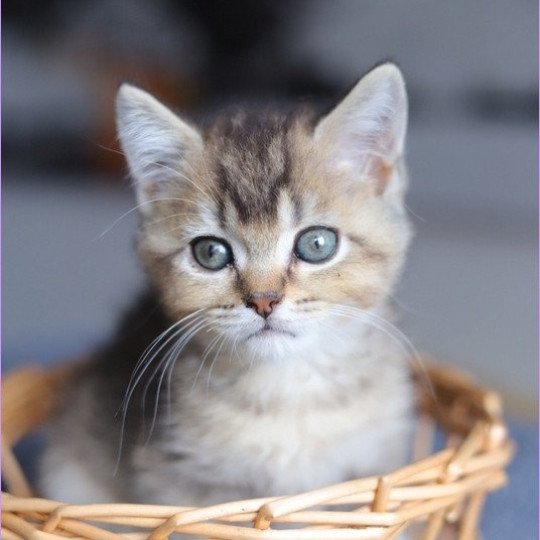 chaton British Shorthair black golden ticked tabby ALMOND RIVER Chatterie Carbin black golden ticked tabby