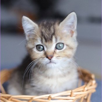 ALMOND RIVER CARBIN Mâle British Shorthair