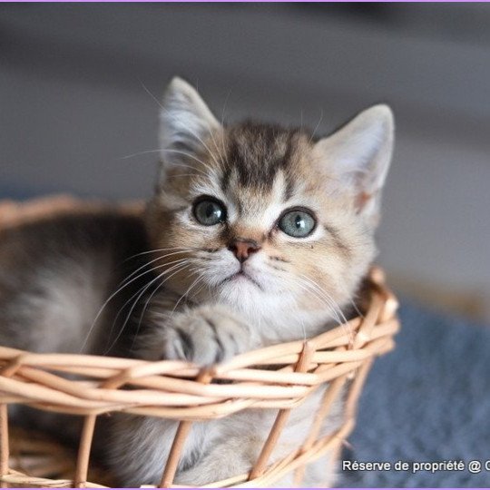 chaton British Shorthair black golden ticked tabby ALMOND RIVER Chatterie Carbin black golden ticked tabby