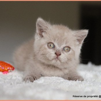 AMBRE CARBIN Femelle British Shorthair