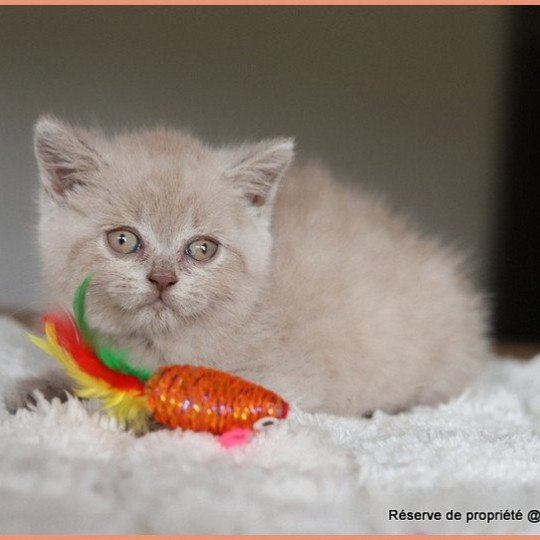 chaton British Shorthair lilac AMBRE Chatterie Carbin lilac 