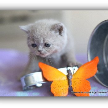 ANAÏS CARBIN Femelle British Shorthair