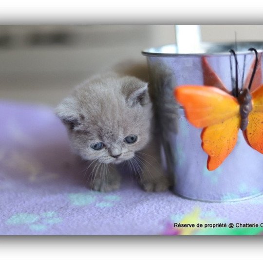 chaton British Shorthair lilac ANAÏS Chatterie CARBIN lilac 