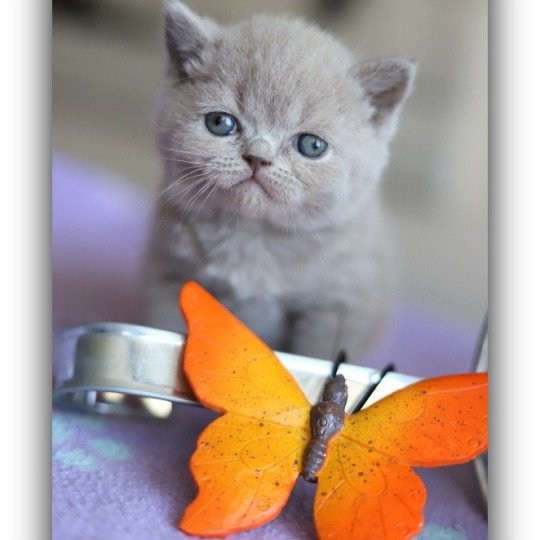 chaton British Shorthair lilac ANAÏS Chatterie CARBIN lilac 