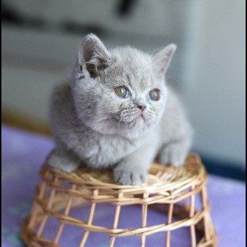 ANAÏS CARBIN Femelle British Shorthair