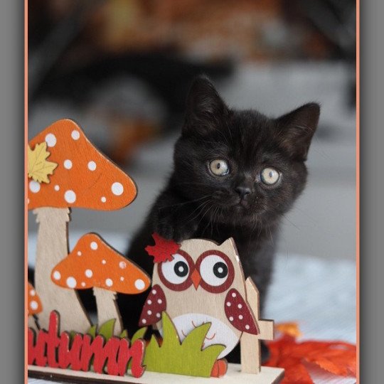 chaton British Shorthair black ANDY Chatterie Carbin black 