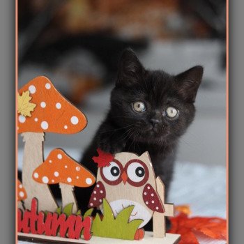 ANDY CARBIN Mâle British Shorthair