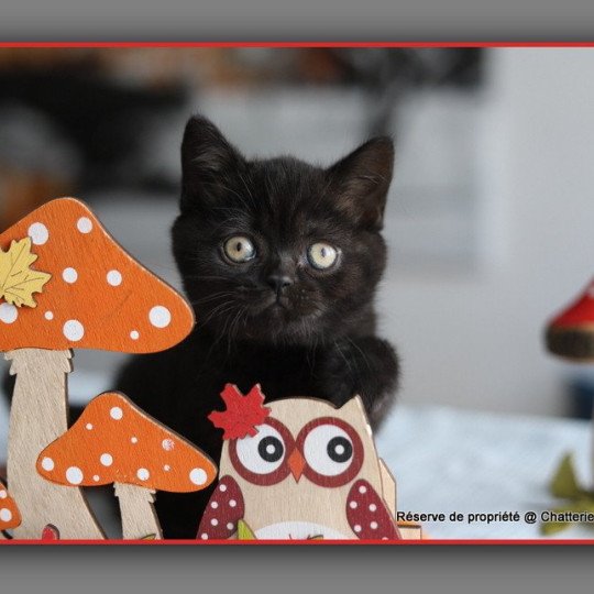 chaton British Shorthair black ANDY Chatterie Carbin black 