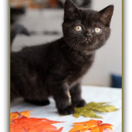 chaton British Shorthair black ANDY Chatterie Carbin black 