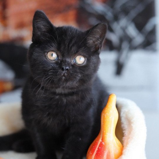 chaton British Shorthair black ANDY Chatterie Carbin black 