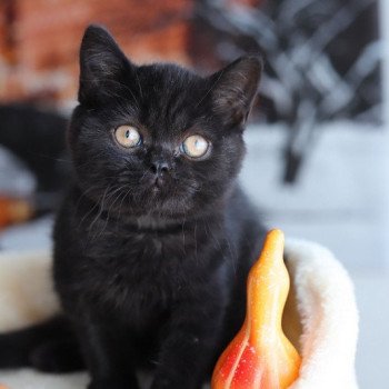 ANDY CARBIN Mâle British Shorthair