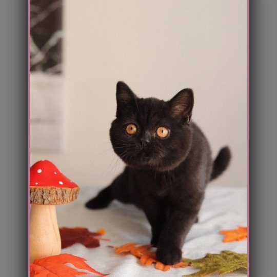 chaton British Shorthair black ANDY Chatterie Carbin black 