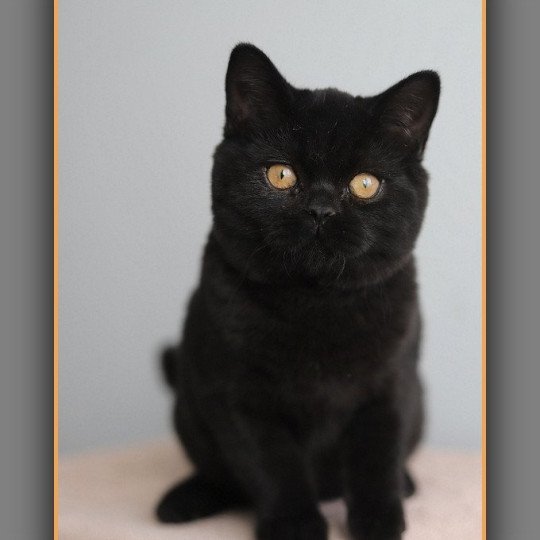 chaton British Shorthair black Andy Chatterie Carbin black 