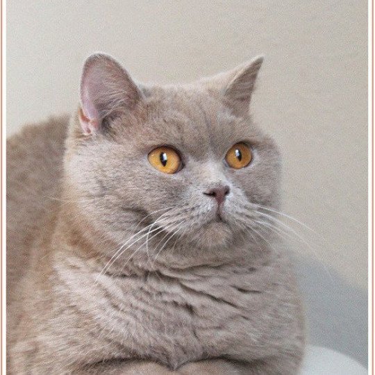 chaton British Shorthair lilac Andy Chatterie Carbin lilac 