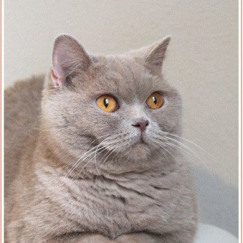 Andy Mâle British Shorthair