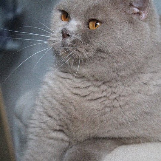 chaton British Shorthair lilac Andy Chatterie Carbin lilac 