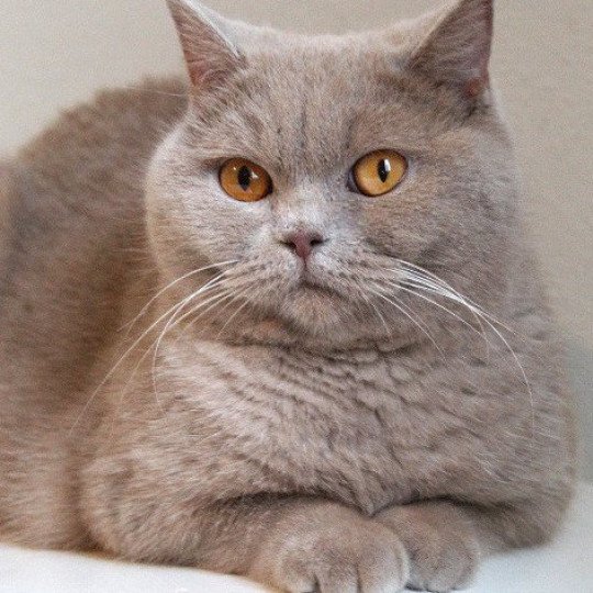 chaton British Shorthair lilac Andy Chatterie Carbin lilac 