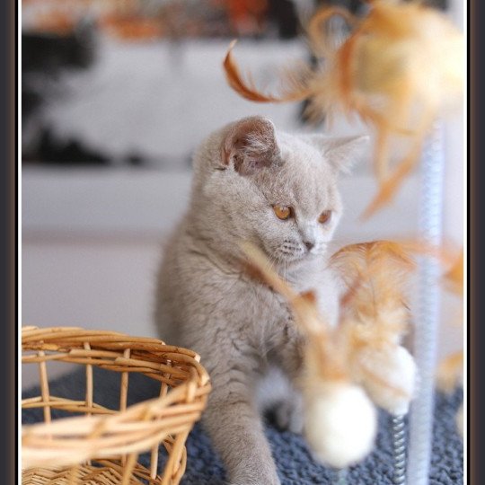 chaton British Shorthair lilac ANGIE Chatterie Carbin lilac 
