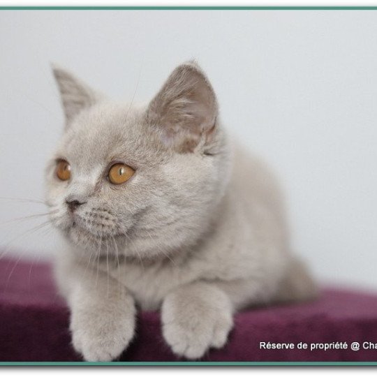 chaton British Shorthair lilac ANGIE Chatterie Carbin lilac 