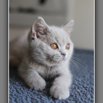 ANGIE CARBIN Femelle British Shorthair