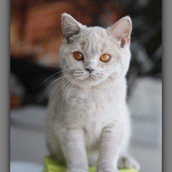 ANGIE CARBIN Femelle British Shorthair