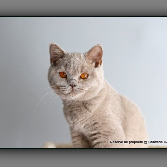 chaton British Shorthair lilac ANGIE Chatterie Carbin lilac 