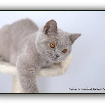 ANGIE CARBIN Femelle British Shorthair