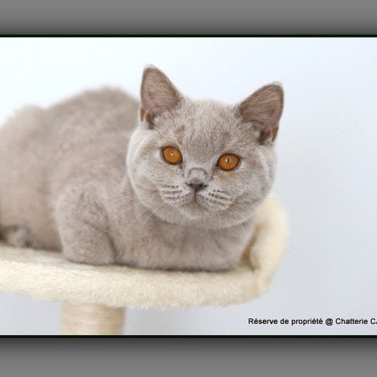 chaton British Shorthair lilac ANGIE Chatterie Carbin lilac 