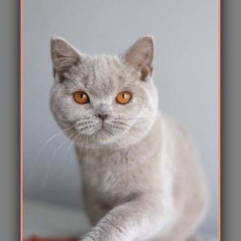 ANGIE CARBIN Femelle British Shorthair