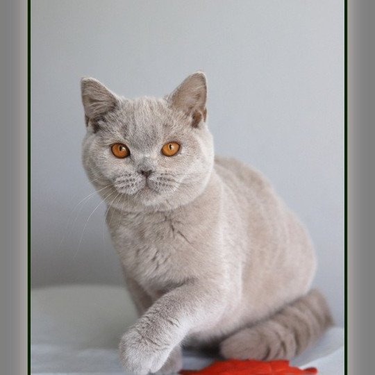 chaton British Shorthair lilac ANGIE Chatterie Carbin lilac 