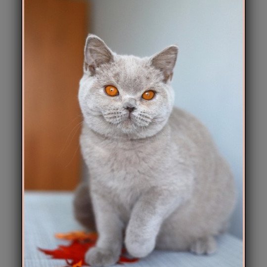 chaton British Shorthair lilac ANGIE Chatterie Carbin lilac 